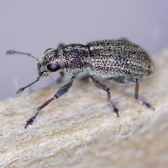 Sitona striatellus
