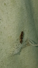 Agraylea