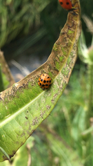 Harmonia axyridis