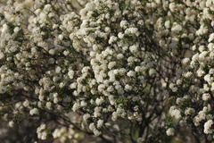 Pomaderris obcordata