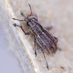 Sitona striatellus