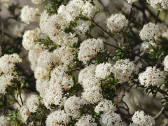 Pomaderris obcordata