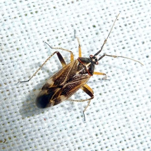 handsome plant bug