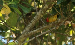 Piranga erythrocephala