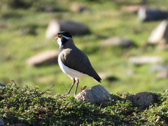 Vanellus tricolor