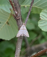 Neocataclysta magnificalis