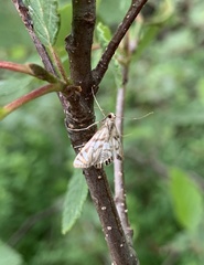 Neocataclysta magnificalis
