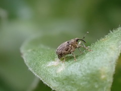 Ceutorhynchus pallidactylus