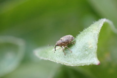 Ceutorhynchus pallidactylus