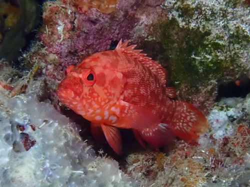 Strawberry hind (Cephalopholis spiloparaea) — Serranidae — 5