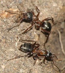 Formica rufibarbis