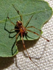 Theridion neomexicanum