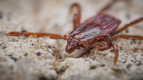 Brown Dog Tick