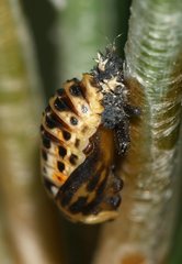 Harmonia axyridis