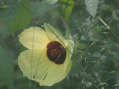 Abelmoschus moschatus