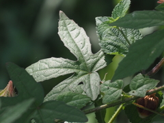 Abelmoschus moschatus