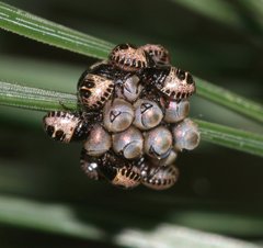 Rhaphigaster nebulosa