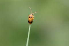 Phyllobrotica quadrimaculata
