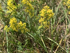 Galium verum