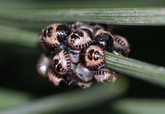 Rhaphigaster nebulosa