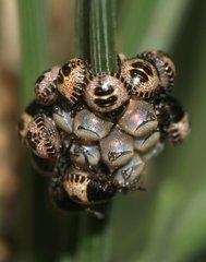 Rhaphigaster nebulosa