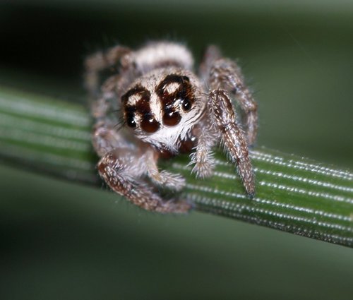 Mile End Jumping Spider