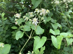 Clematis vitalba