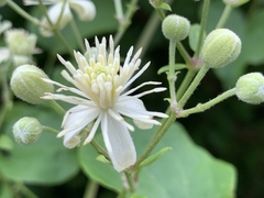 Clematis vitalba