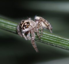 Macaroeris nidicolens