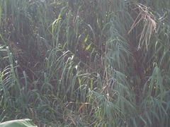 Thysanolaena