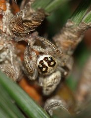 Macaroeris nidicolens