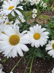 Leucanthemum × superbum