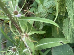 Dipsacus fullonum