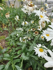 Leucanthemum × superbum