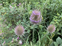 Dipsacus fullonum