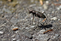 Cicindela japana