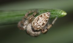 Macaroeris nidicolens