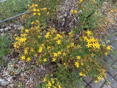 Hypericum perforatum