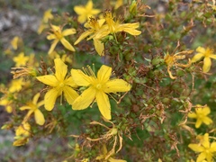 Hypericum perforatum