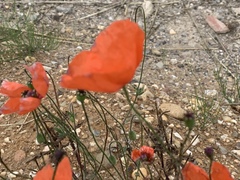 Papaver dubium