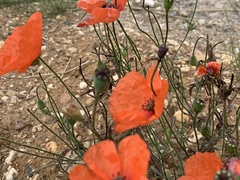 Papaver dubium