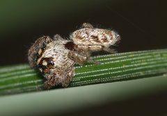 Macaroeris nidicolens