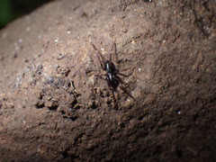 Oedignatha scrobiculata
