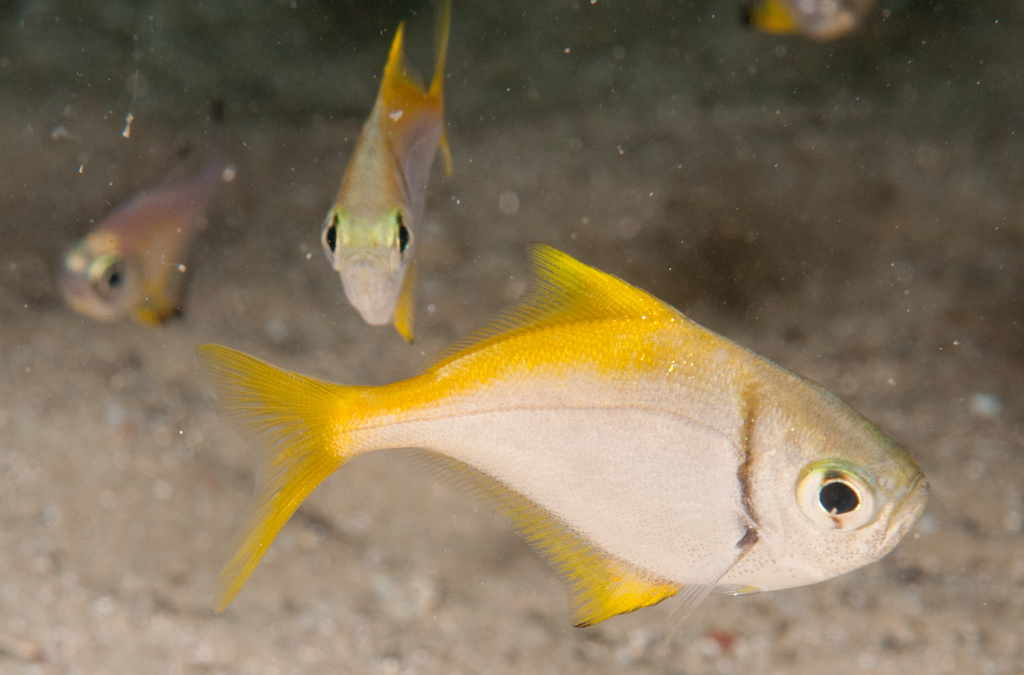 Eastern pomfred (Schuettea scalaripinnis) — Monodactylidae