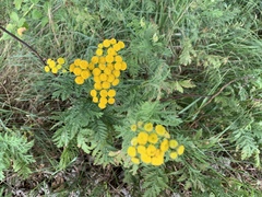 Tanacetum vulgare