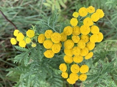 Tanacetum vulgare