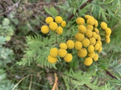 Tanacetum vulgare