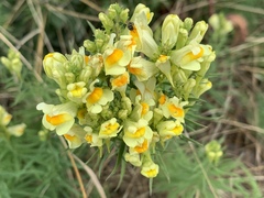 Linaria vulgaris