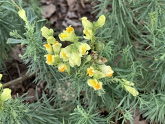 Linaria vulgaris