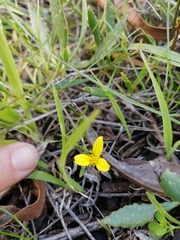 Osteospermum ciliatum